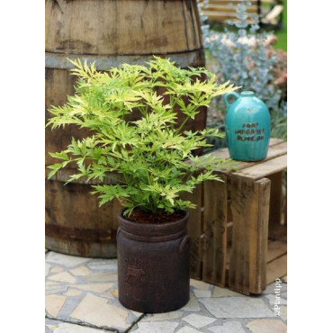 sambucus-nigra-golden-tower-sureau-noir-golden-tower-1