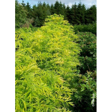 sambucus-nigra-golden-tower-sureau-noir-golden-tower-2