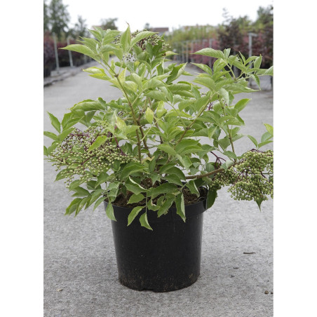 SAMBUCUS nigra (Sureau noir ou Grand Sureau)