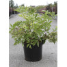SAMBUCUS nigra (Sureau noir ou Grand Sureau)