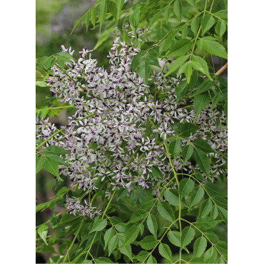 melia-azedarach-melia-azedarach-margousier-a-feuilles-de-frene-lilas-de-perse-melia-faux-neem