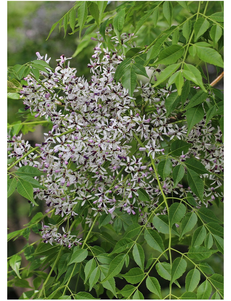 melia-azedarach-melia-azedarach-margousier-a-feuilles-de-frene-lilas-de-perse-melia-faux-neem