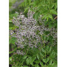 melia-azedarach-melia-azedarach-margousier-a-feuilles-de-frene-lilas-de-perse-melia-faux-neem