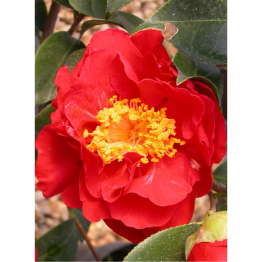 CAMELLIA japonica ROUGE (Camélia du Japon)