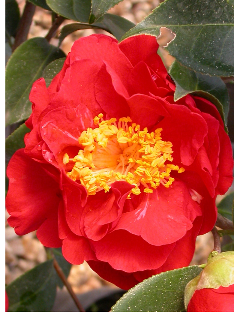 CAMELLIA japonica ROUGE (Camélia du Japon)