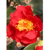 CAMELLIA japonica ROUGE (Camélia du Japon)