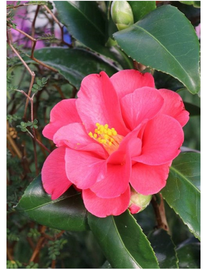 CAMELLIA japonica ROSE (Camélia du Japon)