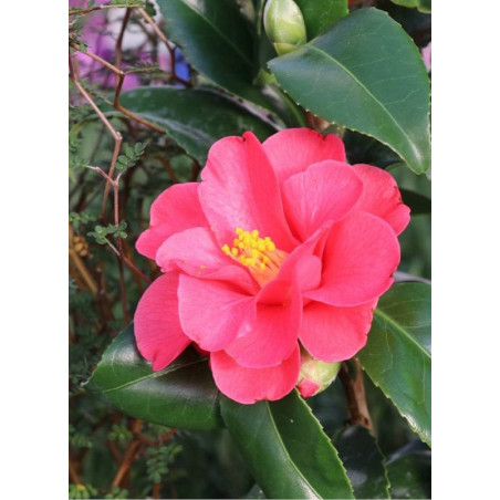 CAMELLIA japonica ROSE (Camélia du Japon)