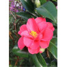 CAMELLIA japonica ROSE (Camélia du Japon)