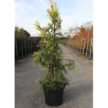 CRYPTOMERIA japonica KYARA GOLD (Cèdre du Japon doré de Kyara) En pot de 10-12 litres hauteur 060-080 cm