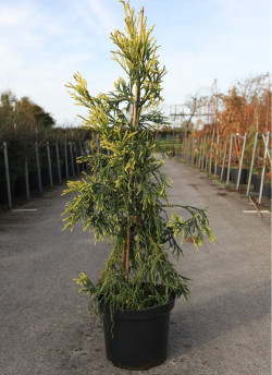CRYPTOMERIA japonica KYARA GOLD En pot de 12-15 litres hauteur 080-100 cm