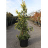 CRYPTOMERIA japonica KYARA GOLD (Cèdre du Japon doré de Kyara) En pot de 10-12 litres hauteur 060-080 cm