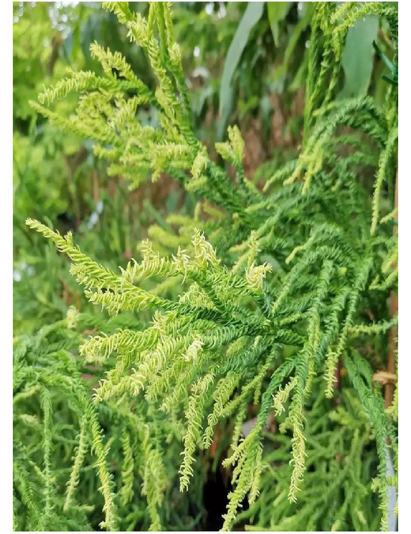 CRYPTOMERIA japonica KYARA GOLD (Cèdre du Japon doré de Kyara)