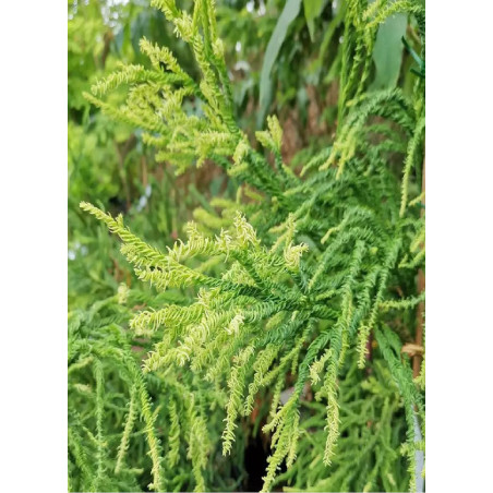 CRYPTOMERIA japonica KYARA GOLD (Cèdre du Japon doré de Kyara)