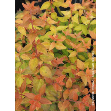 ABELIA grandiflora CARAMEL CHARM® (Abélia à grandes fleurs Caramel charm)