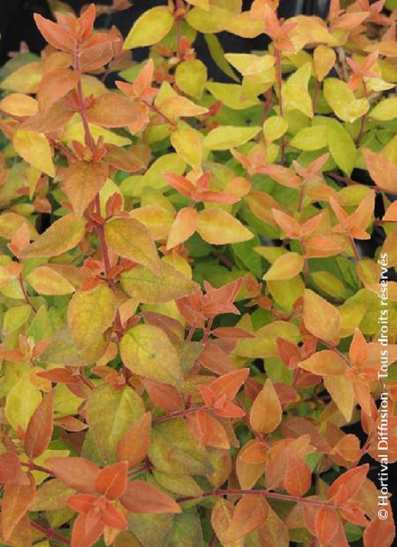 ABELIA CARAMEL CHARM