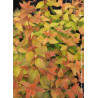 ABELIA CARAMEL CHARM