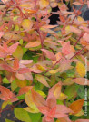 abelia-a-grandes-fleurs-confetti-abelia-grandiflora-confetti-2.jpg