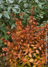 abelia-a-grandes-fleurs-caramel-charm-abelia-grandiflora-caramel-charm-1.jpg