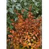 ABELIA CARAMEL CHARM