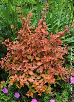 abelia-a-grandes-fleurs-caramel-charm-abelia-grandiflora-caramel-charm-3.jpg
