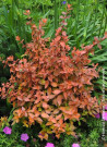 abelia-a-grandes-fleurs-caramel-charm-abelia-grandiflora-caramel-charm-3.jpg