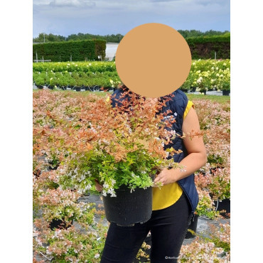 ABELIA CARAMEL CHARM En pot de 10-12 litres buisson diamètre 050-060 cm