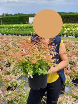 abelia-a-grandes-fleurs-caramel-charm-abelia-grandiflora-caramel-charm-6.jpg