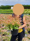 abelia-a-grandes-fleurs-caramel-charm-abelia-grandiflora-caramel-charm-6.jpg