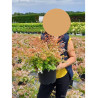 ABELIA CARAMEL CHARM En pot de 10-12 litres buisson diamètre 050-060 cm