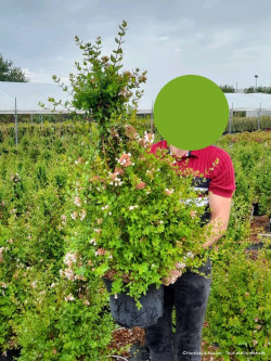 ABELIA AUTUMN FESTIVAL En pot de 10-12 litres buisson diamètre 050-060 cm