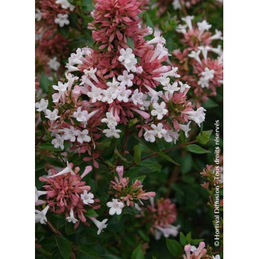 ABELIA chinensis AUTUMN FESTIVAL® (Abélia de Chine Autumn festival)