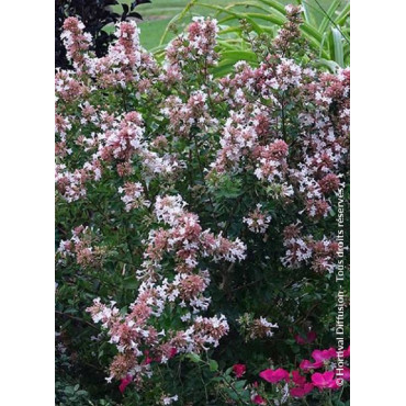 ABELIA chinensis AUTUMN FESTIVAL® (Abélia de Chine Autumn festival)