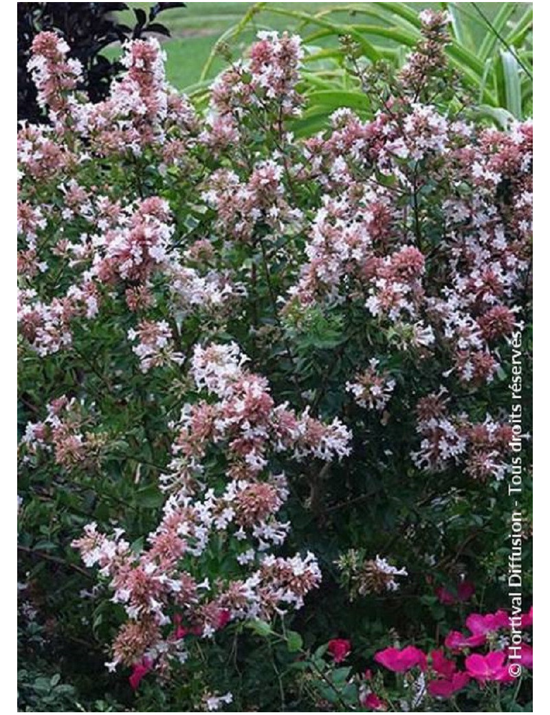 ABELIA chinensis AUTUMN FESTIVAL® (Abélia de Chine Autumn festival)