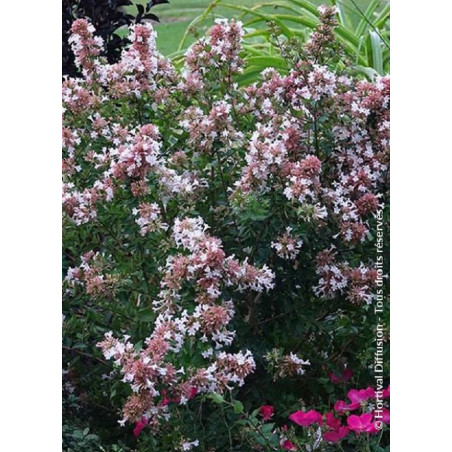 ABELIA chinensis AUTUMN FESTIVAL® (Abélia de Chine Autumn festival)