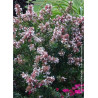 ABELIA AUTUMN FESTIVAL