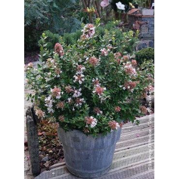 ABELIA chinensis AUTUMN FESTIVAL® (Abélia de Chine Autumn festival)