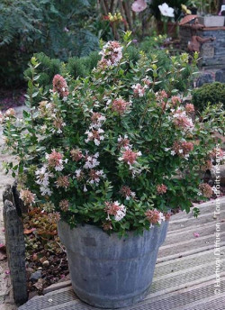 ABELIA AUTUMN FESTIVAL