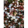ABELIA grandiflora CRISTAL CHARM® (Abélia à grandes fleurs Cristal charm)