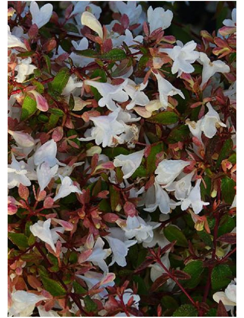 ABELIA grandiflora CRISTAL CHARM® (Abélia à grandes fleurs Cristal charm)