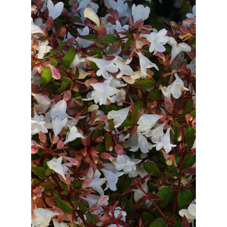 ABELIA grandiflora CRISTAL CHARM® (Abélia à grandes fleurs Cristal charm)