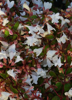 ABELIA CRISTAL CHARM