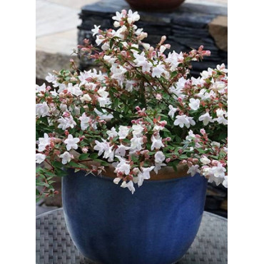 ABELIA grandiflora CRISTAL CHARM® (Abélia à grandes fleurs Cristal charm)