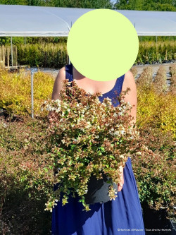 ABELIA CRISTAL CHARM En pot de 4-5 litres buisson diamètre 030-040 cm