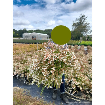 ABELIA CRISTAL CHARM En pot de 10-12 litres buisson diamètre 050-060 cm