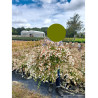 ABELIA CRISTAL CHARM En pot de 10-12 litres buisson diamètre 050-060 cm