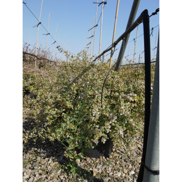 ABELIA GRANDIFLORA HOPLEY'S VARIEGATA En pot de 15-20 litres forme buisson extra