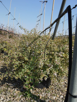abelia-a-grandes-fleurs-hopleys-variegata-abelia-grandiflora-hopleys-variegata-2.jpg