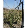 ABELIA HOPLEYS VARIEGATA En pot de 15-20 litres buisson diamètre 060-080 cm