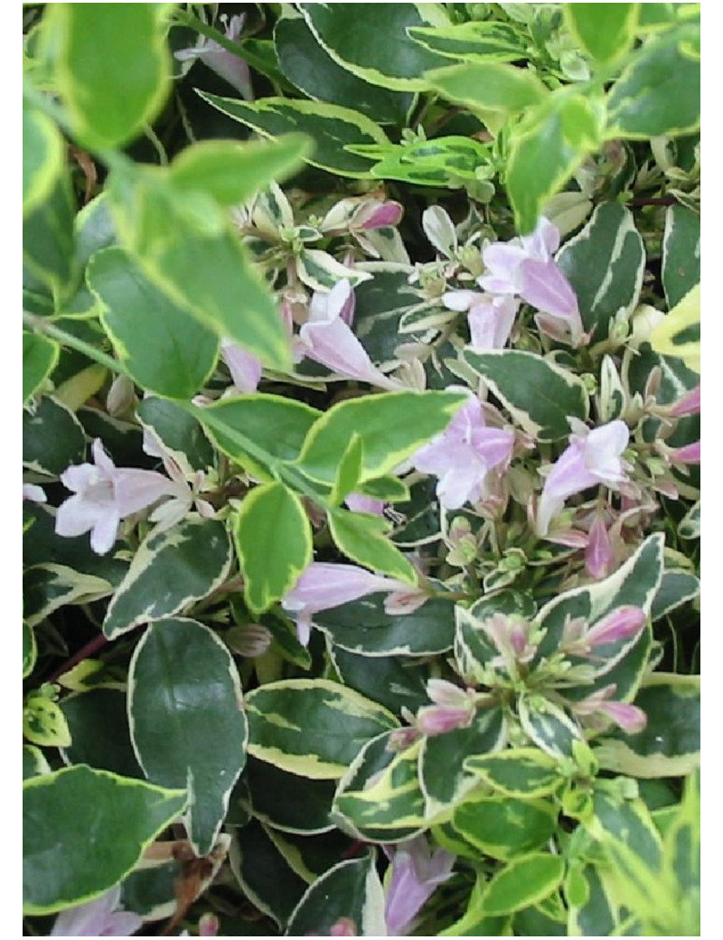 ABELIA grandiflora HOPLEYS VARIEGATA® (Abélia à grandes fleurs Hopleys variegata)